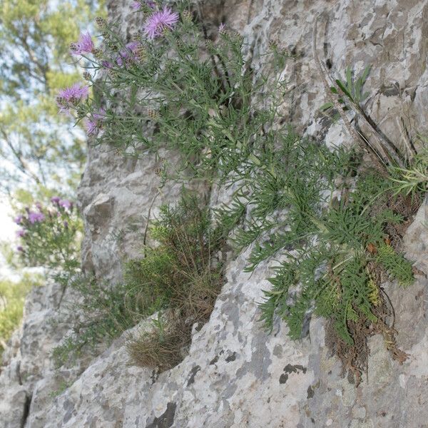 Centaurea corymbosa autre