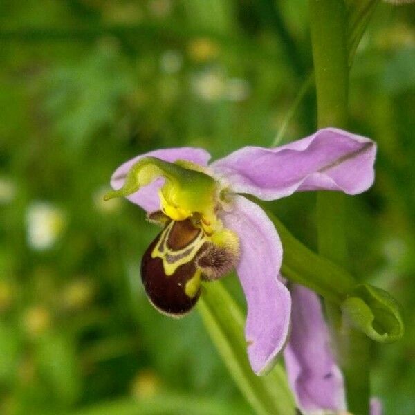 Ophrys apifera Λουλούδι