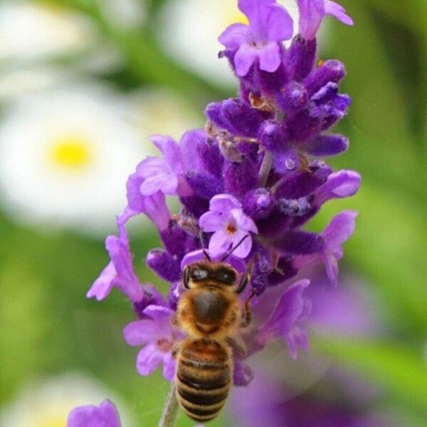 Lavandula angustifolia Blüte