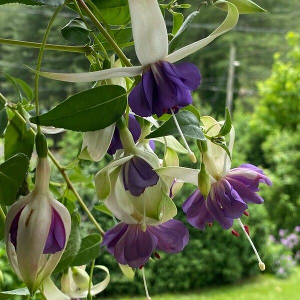 Fuchsia × standishii Flower