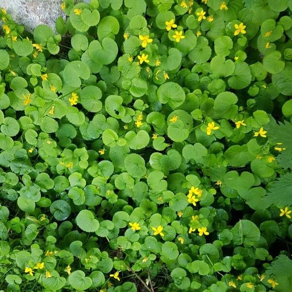 Viola biflora Habit