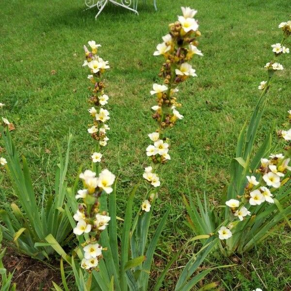 Sisyrinchium striatum Kukka