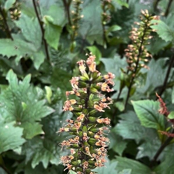 Ligularia wilsoniana Fruit