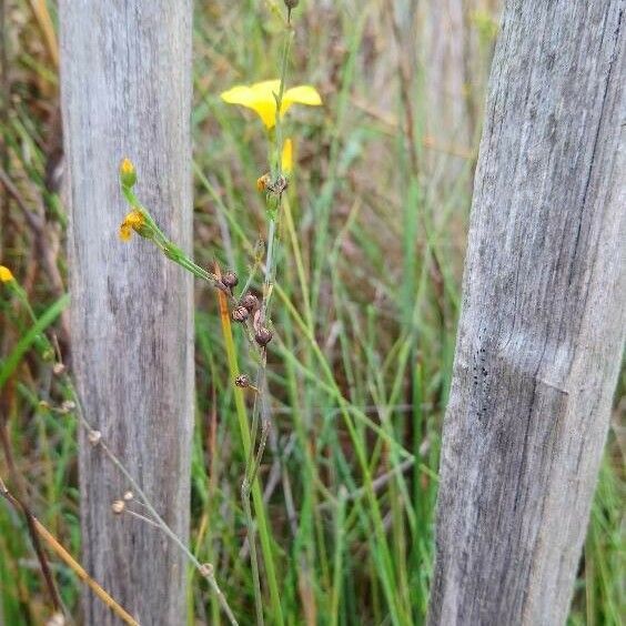 Linum maritimum Habit