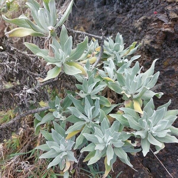 Helichrysum melaleucum Лист