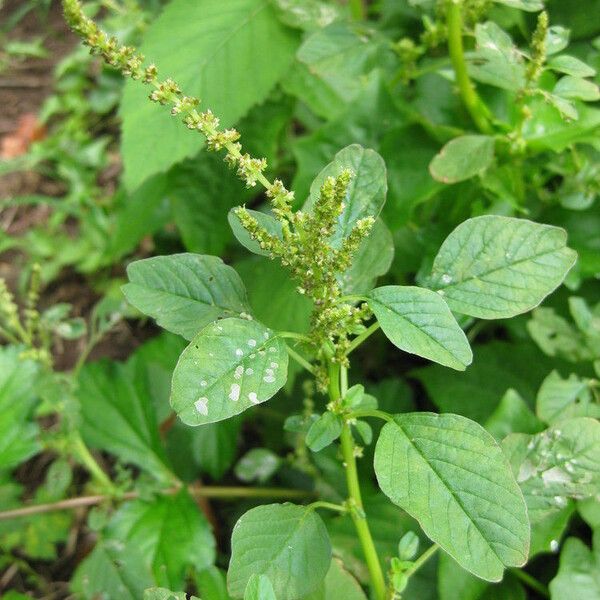 Amaranthus polygonoides Květ