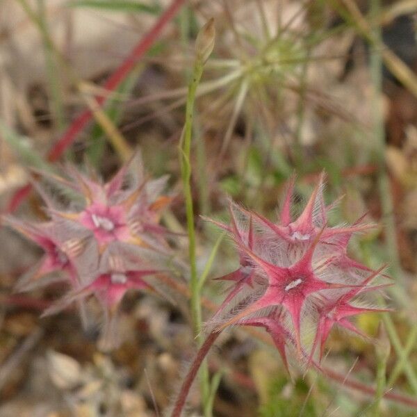 Trifolium stellatum 果實