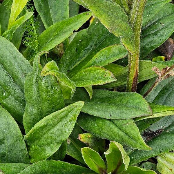 Arnica montana Blad