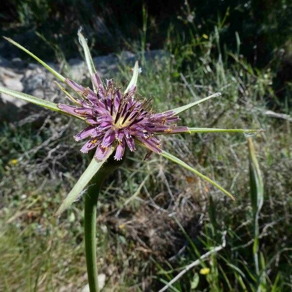 Tragopogon angustifolius Çiçek