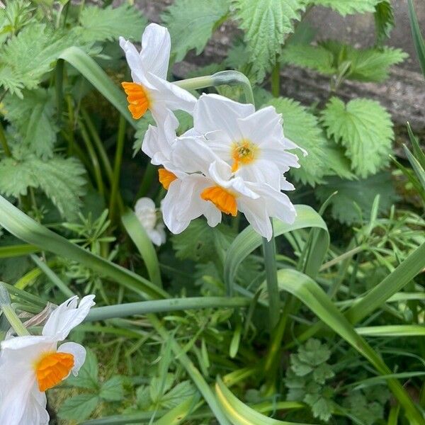 Narcissus tazetta Flor