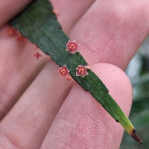 Phyllanthus angustifolius Blomst