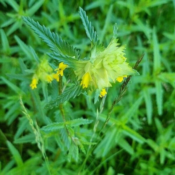 Rhinanthus major Blodyn