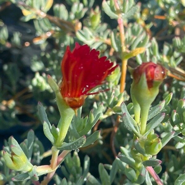 Malephora crocea Blüte