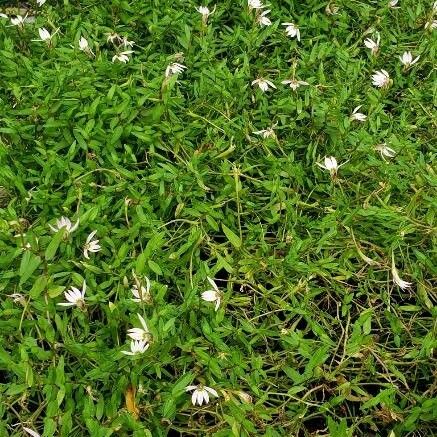 Lobelia chinensis Flower