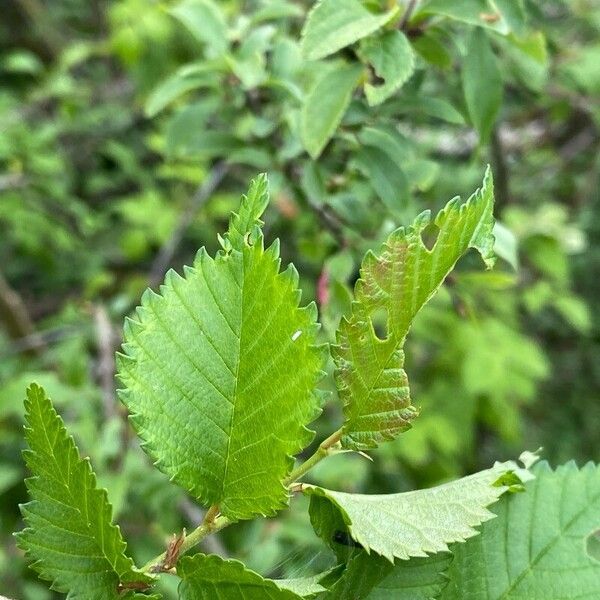 Ulmus minor Folha