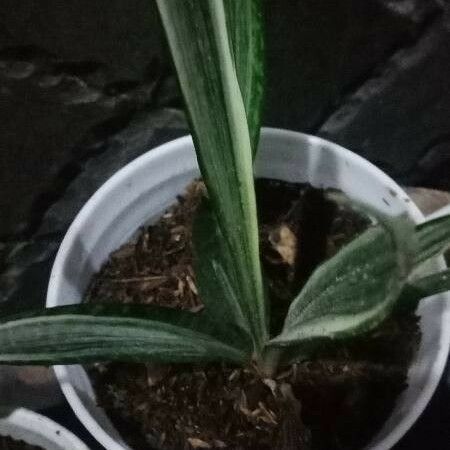 Sansevieria metallica List