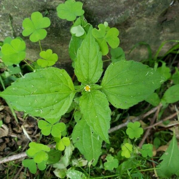 Galinsoga quadriradiata ഇല