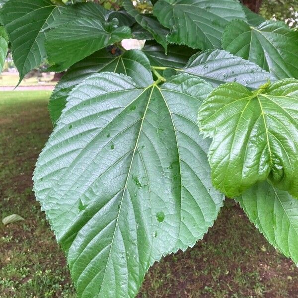 Morus alba Leaf