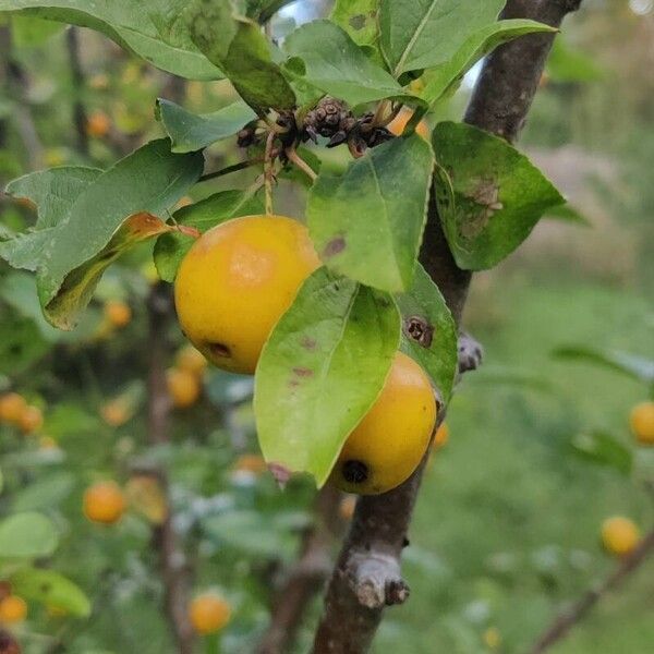 Malus baccata Blad