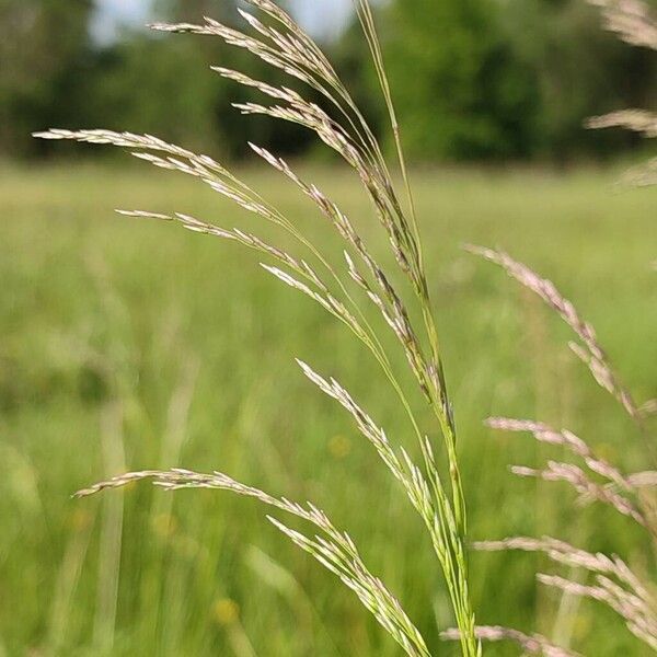 Deschampsia cespitosa Кветка