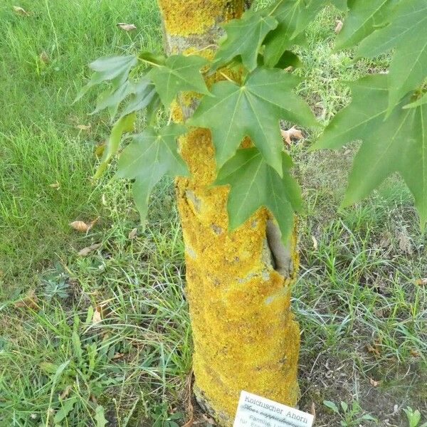 Acer cappadocicum Kaarna