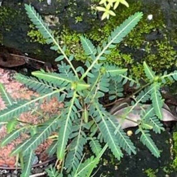 Phyllanthus amarus Lapas