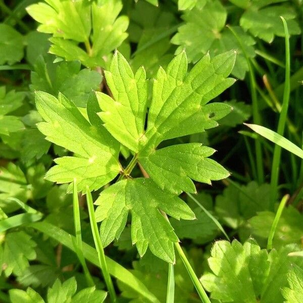 Ranunculus repens Leaf