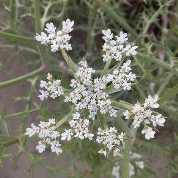 Echinophora spinosa Blüte