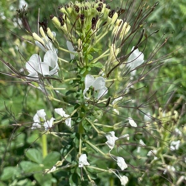 Cleome gynandra Flower