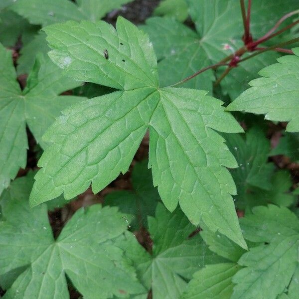 Geranium nodosum Folla