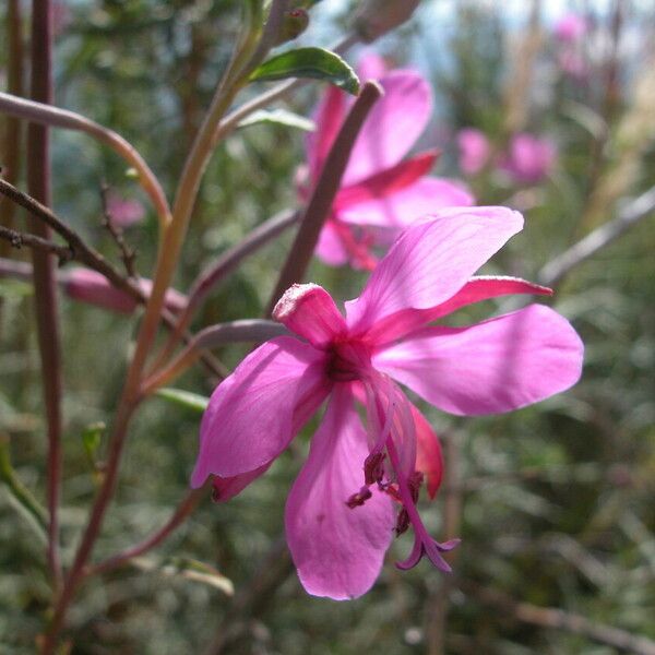 Epilobium dodonaei Flower