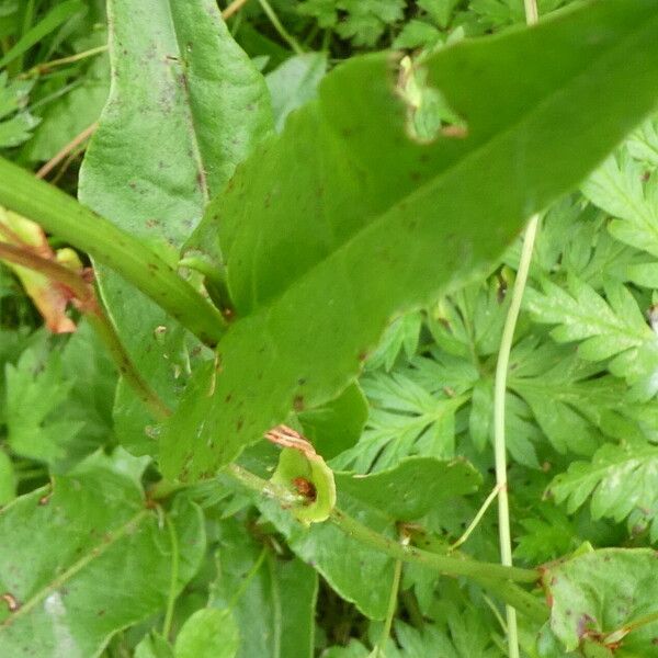 Rumex acetosa Foglia