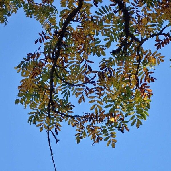 Sorbus domestica Habitat