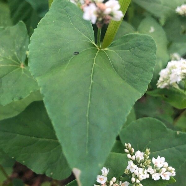 Fagopyrum esculentum Blatt