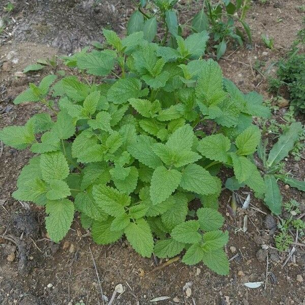 Mentha × rotundifolia Blatt