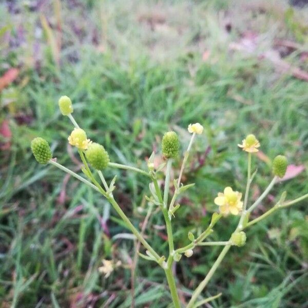 Ranunculus sceleratus Fruit