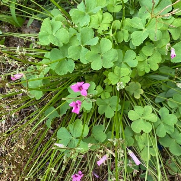 Oxalis violacea List