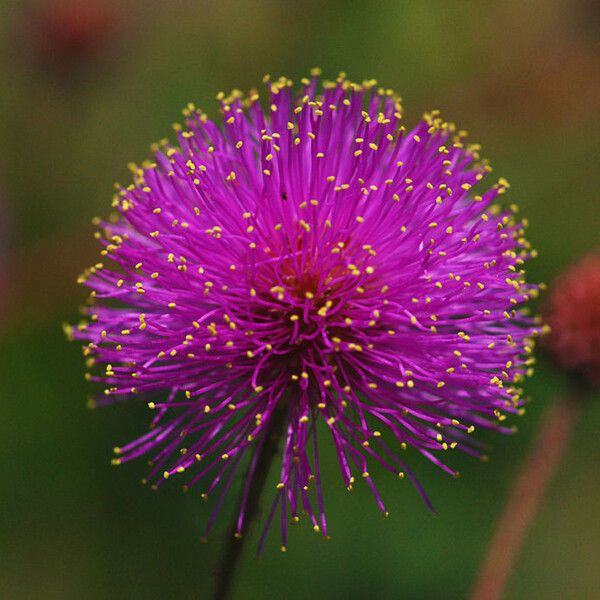 Mimosa quadrivalvis Flor