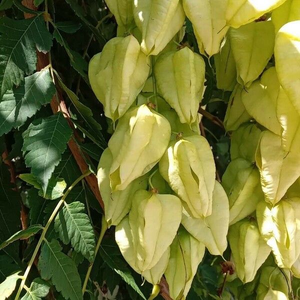 Koelreuteria paniculata Fruto