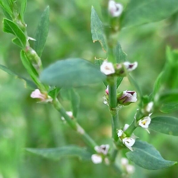 Polygonum aviculare Õis