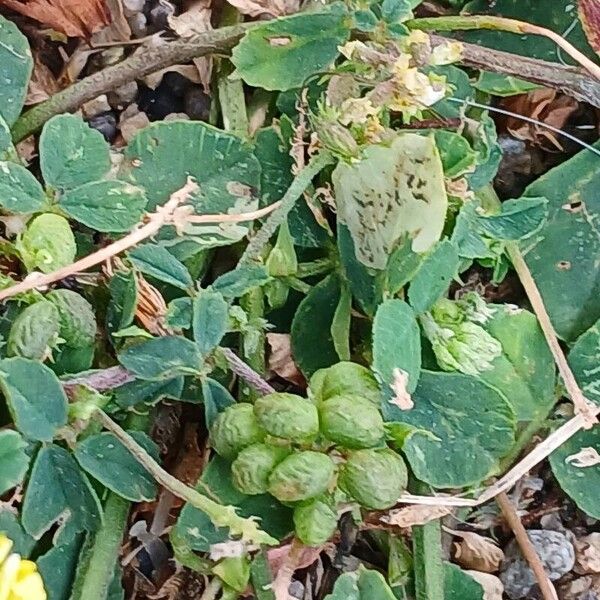 Medicago lupulina Fruit