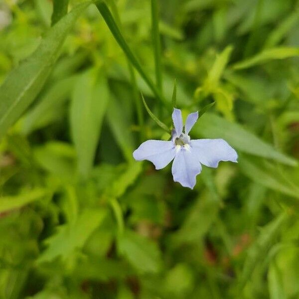 Lobelia kalmii 花