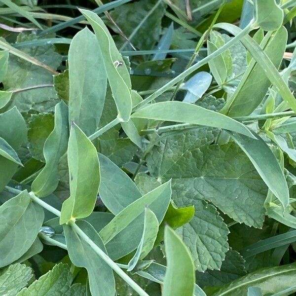 Silene vulgaris Blad