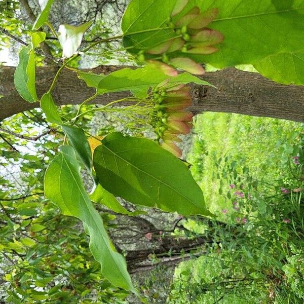 Acer oblongum Leaf