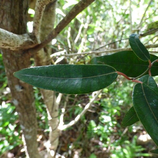 Trichosandra borbonica Folla