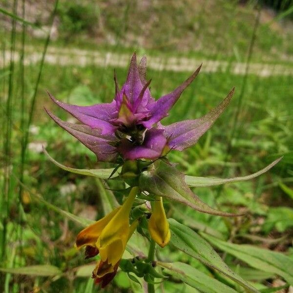 Melampyrum subalpinum Квітка