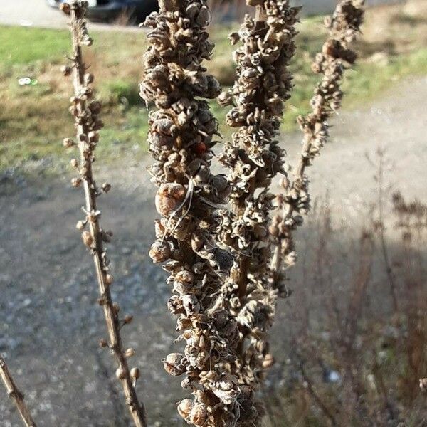 Verbascum virgatum 果実