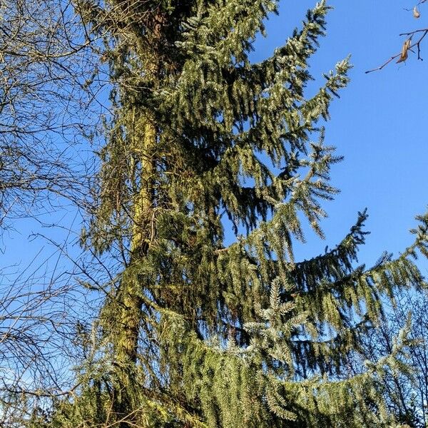 Picea omorika Характер