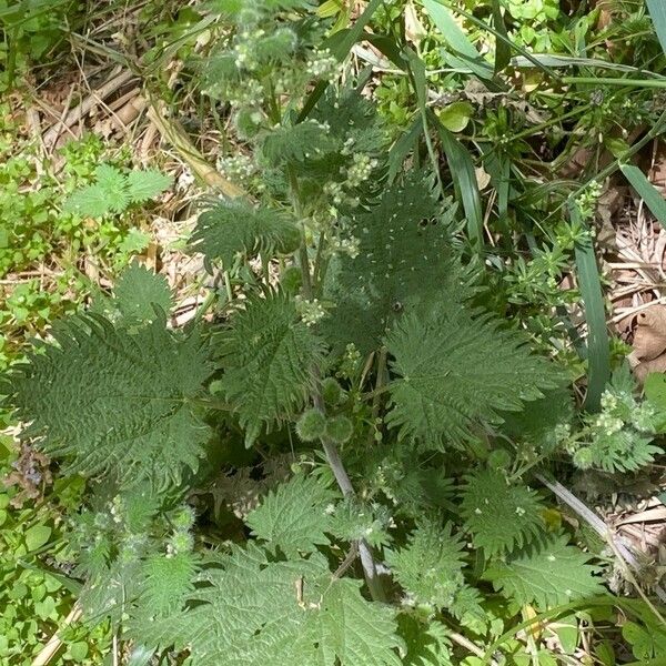 Urtica pilulifera Natur