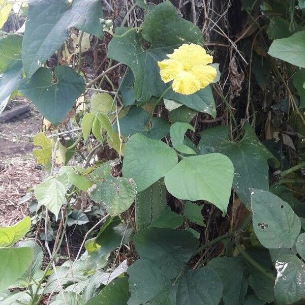 Luffa aegyptiaca Habitus